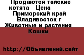 Продаются тайские котята › Цена ­ 2 000 - Приморский край, Владивосток г. Животные и растения » Кошки   